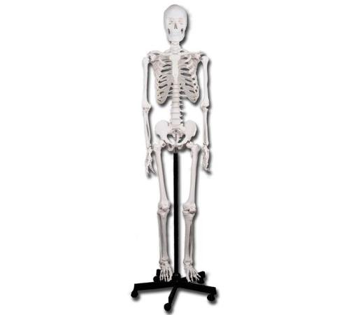 Skelet op rolstatief - 180cm